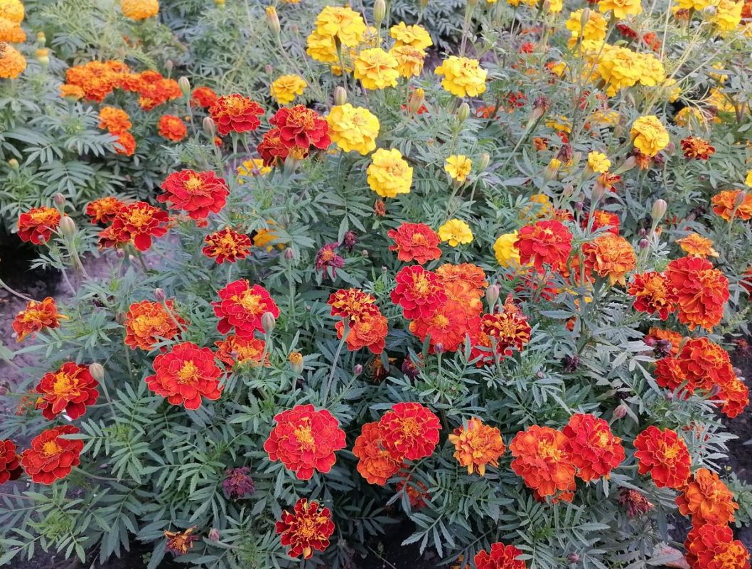 Секреты ухода за бархатцами: от выбора сорта до защиты от вредителей