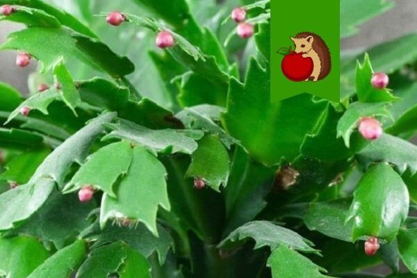 Как сохранить бутоны декабриста: 5 секретов для удачного цветения