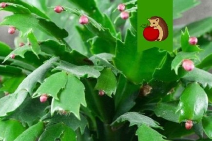 ��� ��������� ������ ����������: 5 �������� ��� �������� ��������