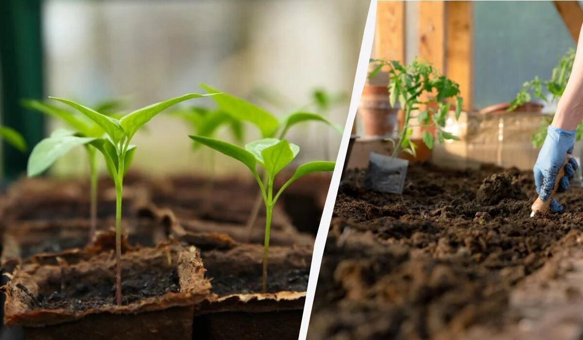 Выращивание рассады перца: как избежать пикировки и сохранить здоровые растения