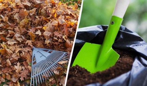 Как из опавших листьев создать питательное удобрение всего за два месяца