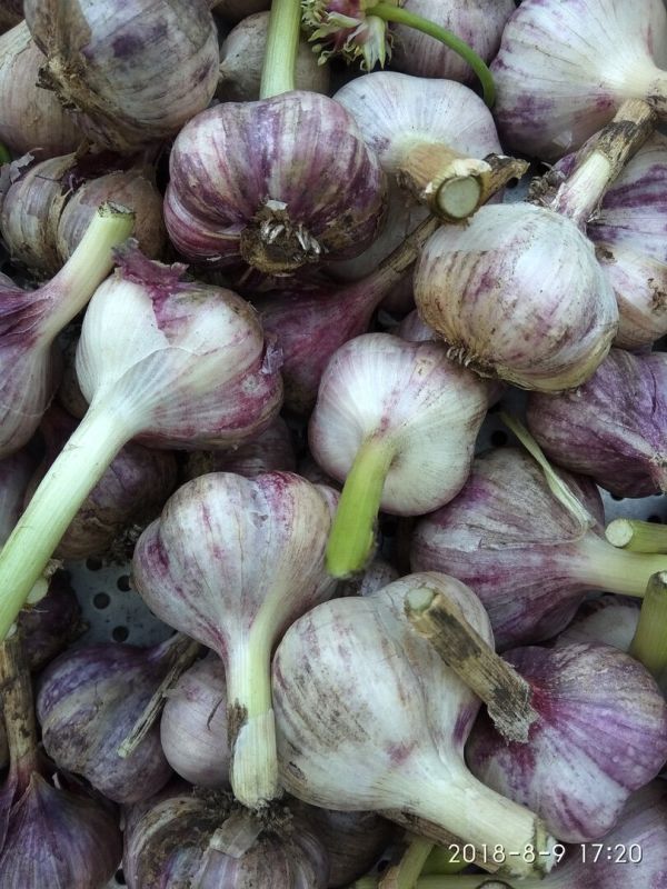 Как правильно ухаживать за озимым чесноком после сбора урожая