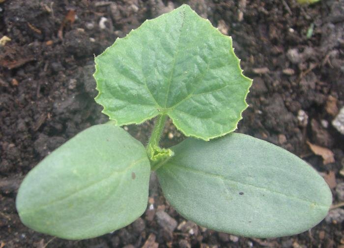 Секреты богатого урожая огурцов: лучшие подкормки для вашего сада