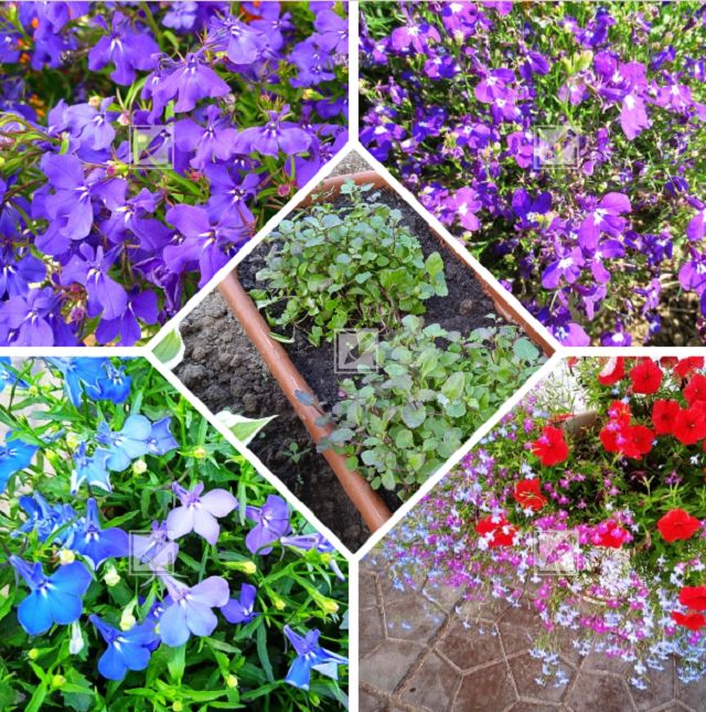 Советы по посадке лобелии: как добиться пышного цветения без лишних хлопот