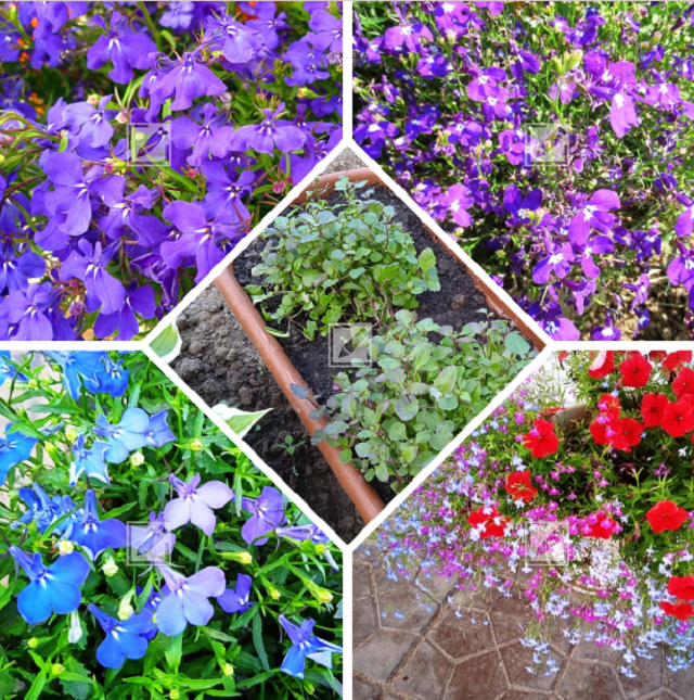 Советы по посадке лобелии: как добиться пышного цветения без лишних хлопот