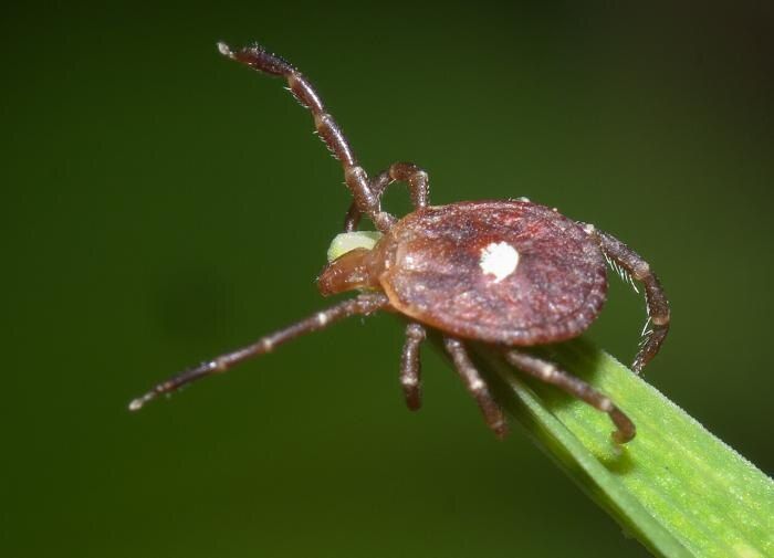 Как сохранить свой дачный участок в безопасности от клещей: советы по защите