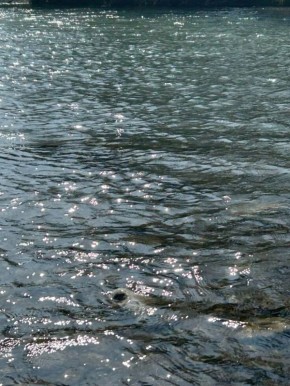 ����� ���� �������� ���� � ������