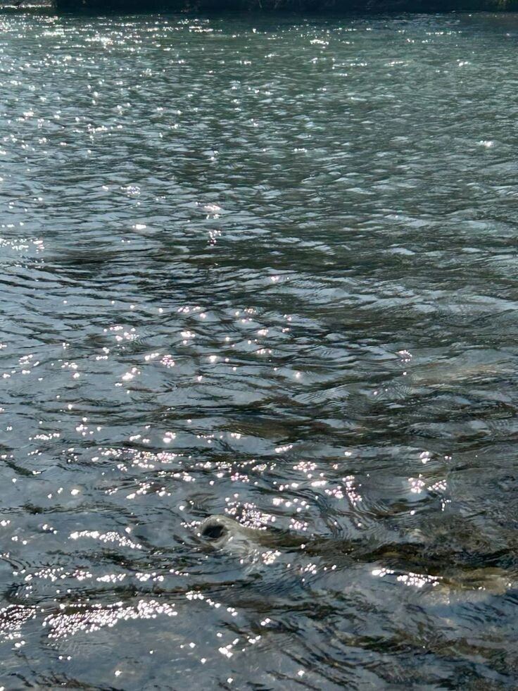 Когда рябь приносит рыбу к берегу