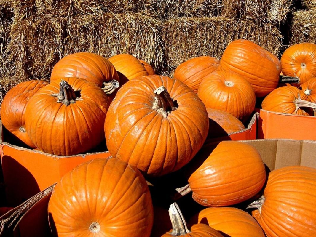 Как обрезка нижних листьев тыквы помогает собрать богатый урожай