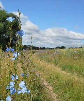 Как запустить прибыльную ферму форели на участке: реальный план за 6 млн