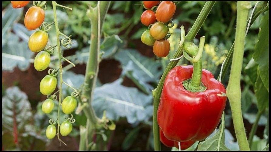 ������� �������� ������ ������� �������: ������ ��� ������� ������