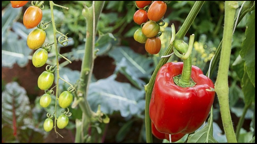 Секреты успешной зимней посадки чеснока: советы для щедрого урожая