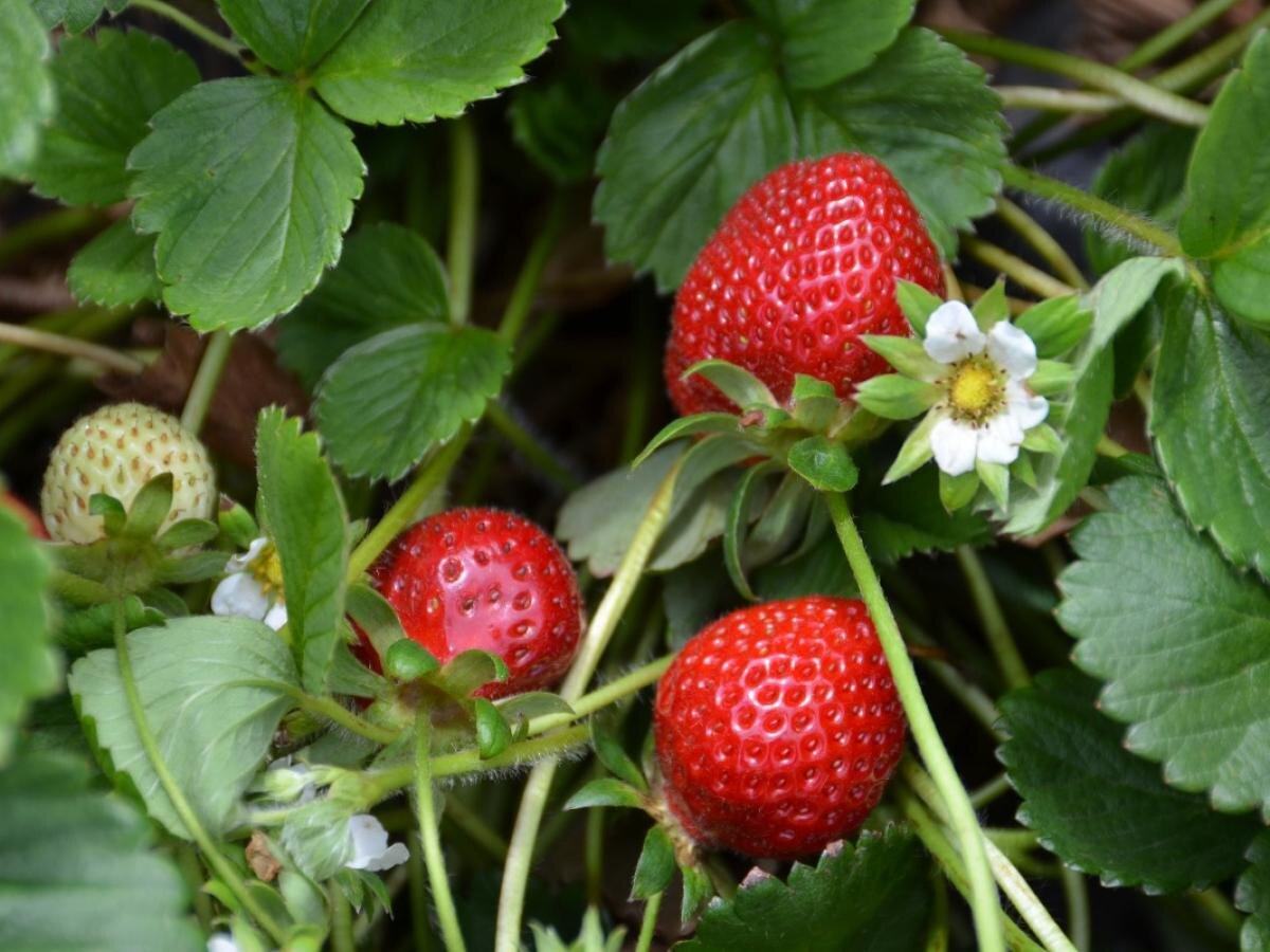 Выбор времени посадки клубники: как сезонность влияет на будущий урожай