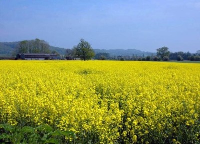 ��� ������������ ����� ����� ���������: ������� ������ ���������