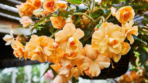 ��� ���������� ������� � �������� ��������