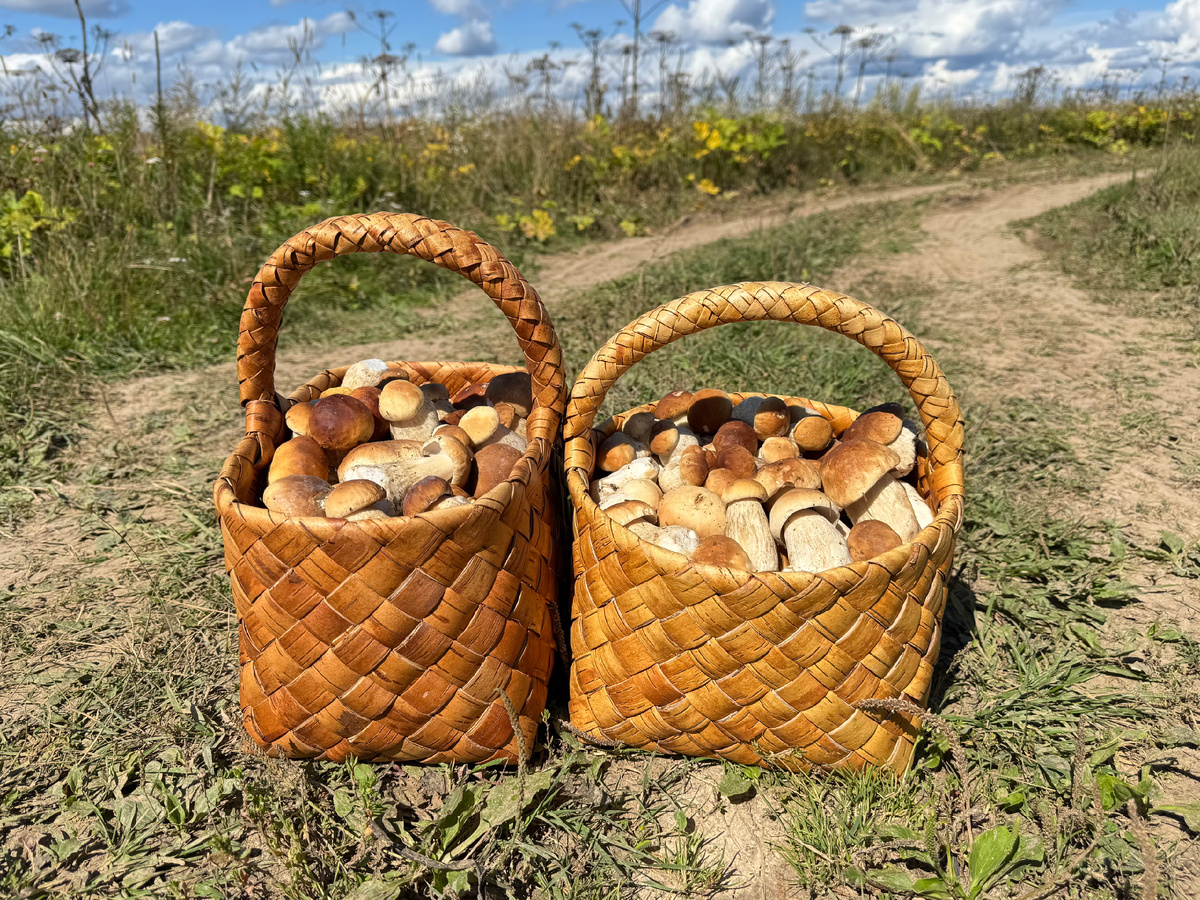 В лесу снова вкусно: грибной сезон радует грибников