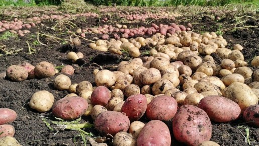 ������ ������: ���� �������� ����� �����