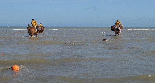 В мелководье: как лошади служат рыбакам Фландрии