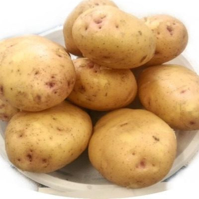 Картофель Утро: лучший выбор для садоводов Центральной России