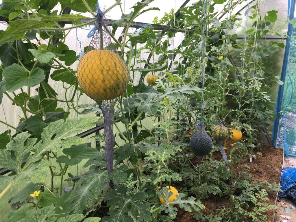 Как маленькая теплица превратилась в арбузный рай под Тверью