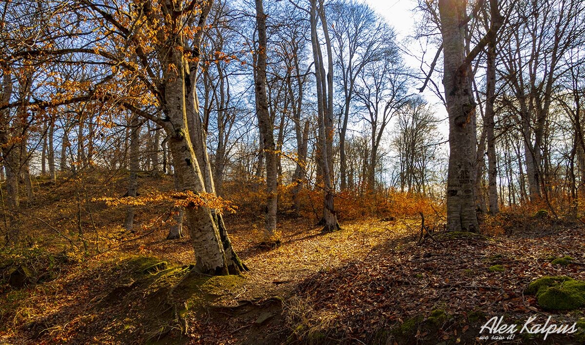 Сказочный лес Сабадури: идеальное место укрытия от летней жары