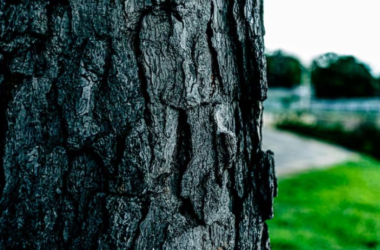 ��� ���� Beauveria bassiana ������������ ������ �������� �� ��������