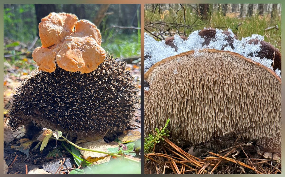 ������������ ��� ��������: �� ����� �� ��������