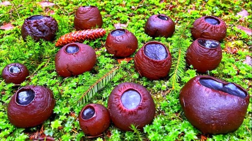 Саркосома шаровидная: гриб-бочка или ведьмина чаша?