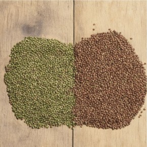 Гречка: какое зерно выбрать — коричневую или зеленую?