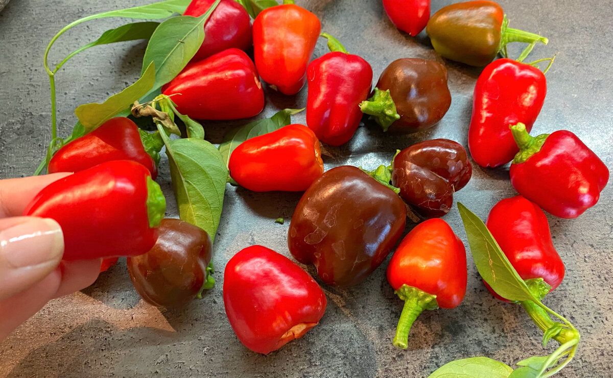 ��� ���������� ����-����� � �������� �������� �� ����