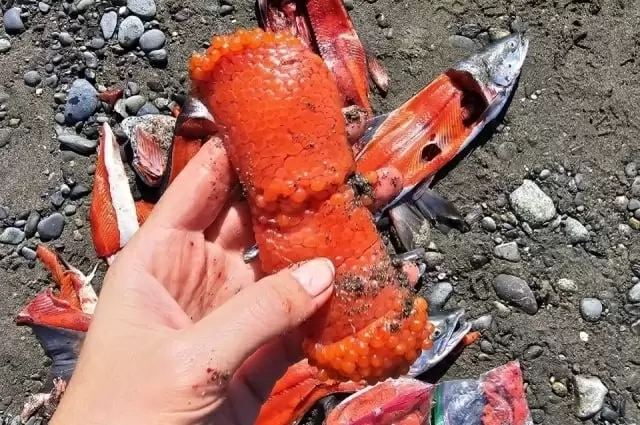 Аляска в 2025 году: рыбалка как часть уникальной культуры