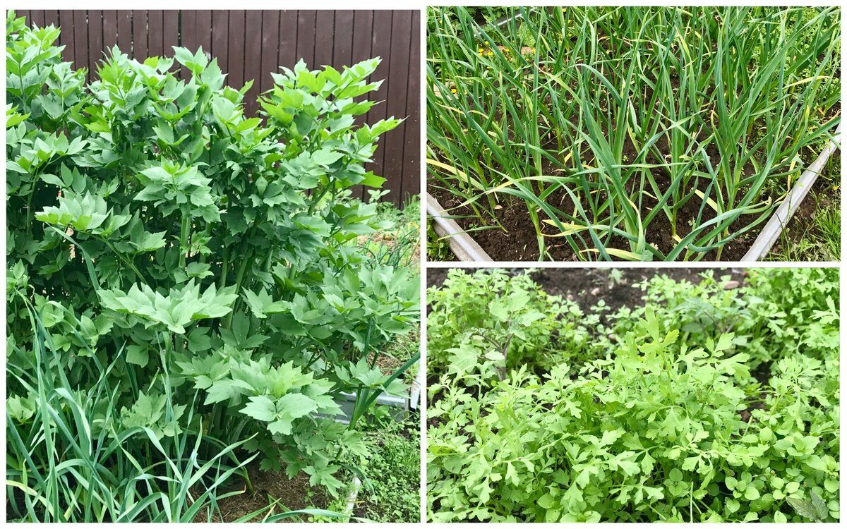 ��� ������� ��������� ������ ��� ����� � ������: ������ � ������