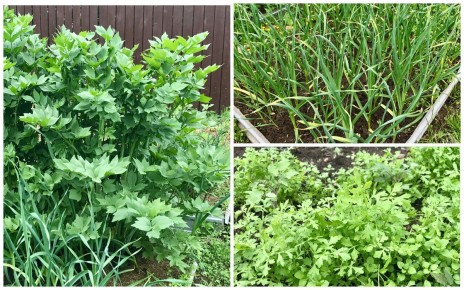 Как создать ароматные кубики для супов и соусов: просто и вкусно