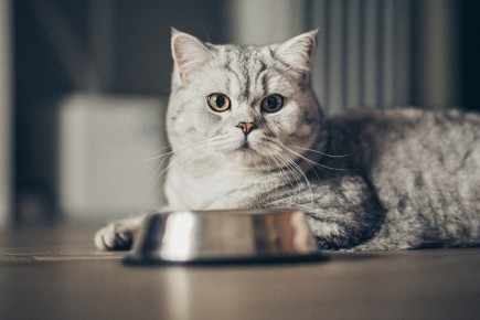 ��� ������� ������ ���� ��� �����: ������� ��� �����