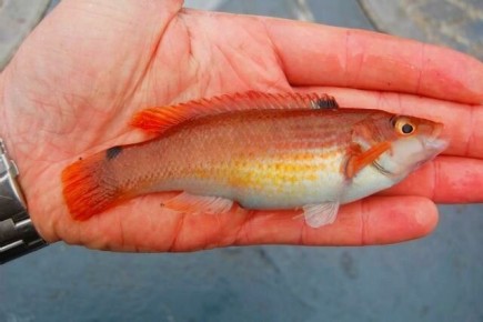 ����������� �����: ����-���������� �� ������� ������