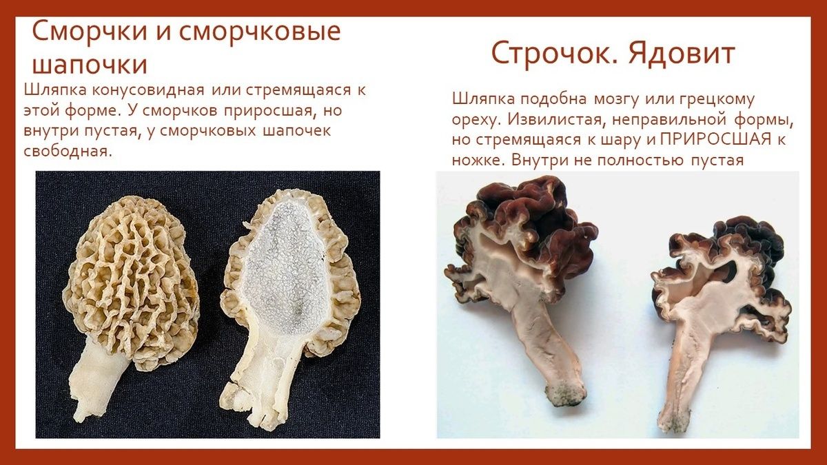 Весна в лесу: собираем сморчки и строчки
