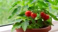 Как вырастить томаты на подоконнике и наслаждаться вкусом летом круглый год