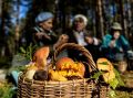 Роспотребнадзор предупреждает: где опасно собирать грибы