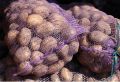 Как сохранить картошку в квартире до весны