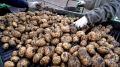 Дети фермера становятся героями, раздавая картошку на Пасху